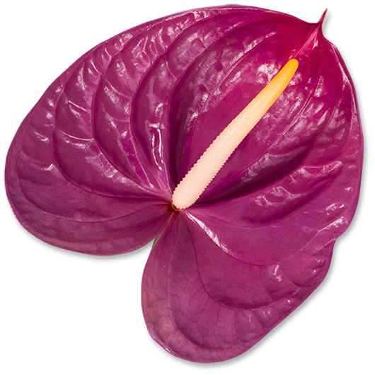 Anturio morado de gran tamaño