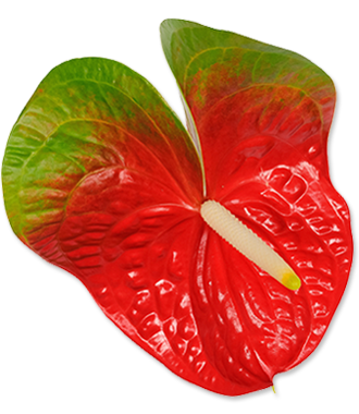 Anturio con mezcla de colores rojo y verde