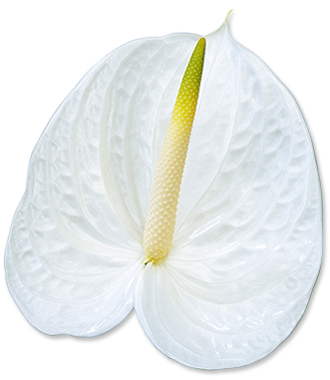 Flor color blanco brillante y espádice punta verde