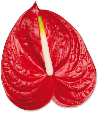 Hermosa flor color rojo intenso y brillante