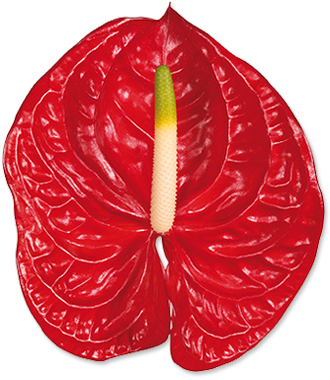Flor roja de gran tamaño