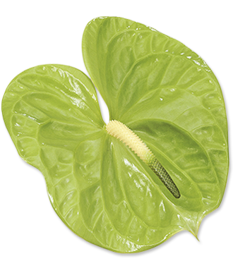 Flor verde manzana