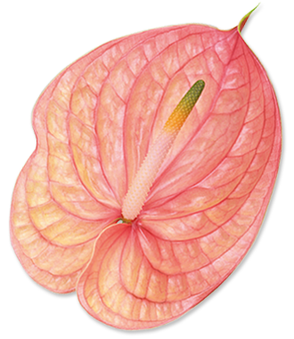 Anturio de tonos pastel con venas rosas