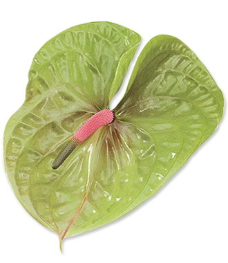 Flor verde con venas rosas