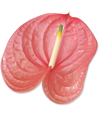 Flor de suave color rosa