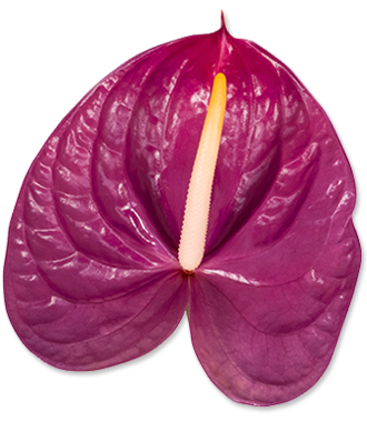 Variedad de anturio color púrpura