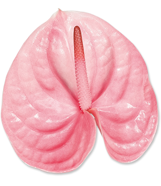 Peculiar flor totalmente rosa